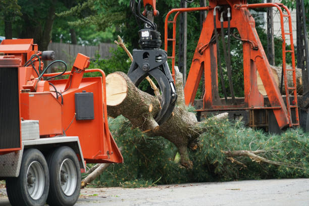 Best Tree Stump Removal  in Eldorado At Santa Fe, NM